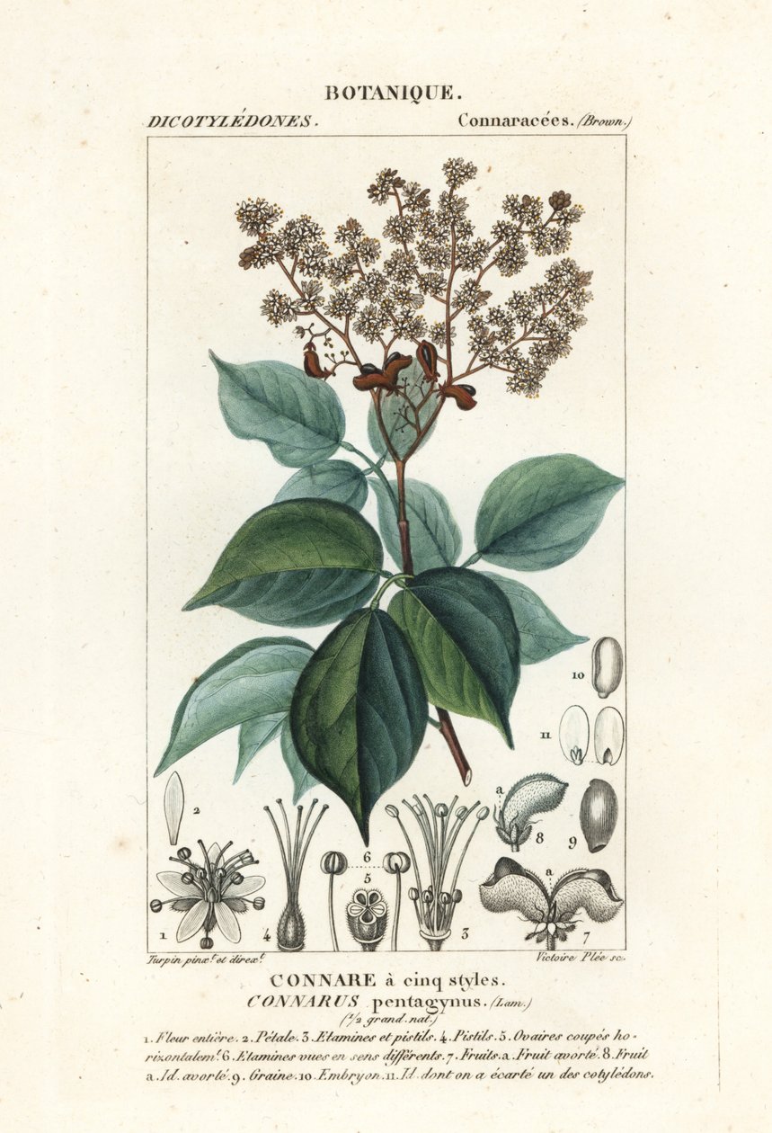 Agelaea pentagyna od Stanghi Stanghi