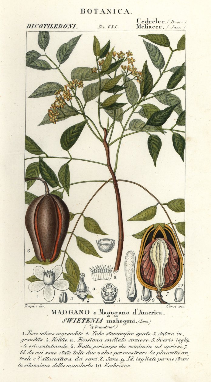 Americký mahagon, Swietenia mahagoni od Stanghi Stanghi