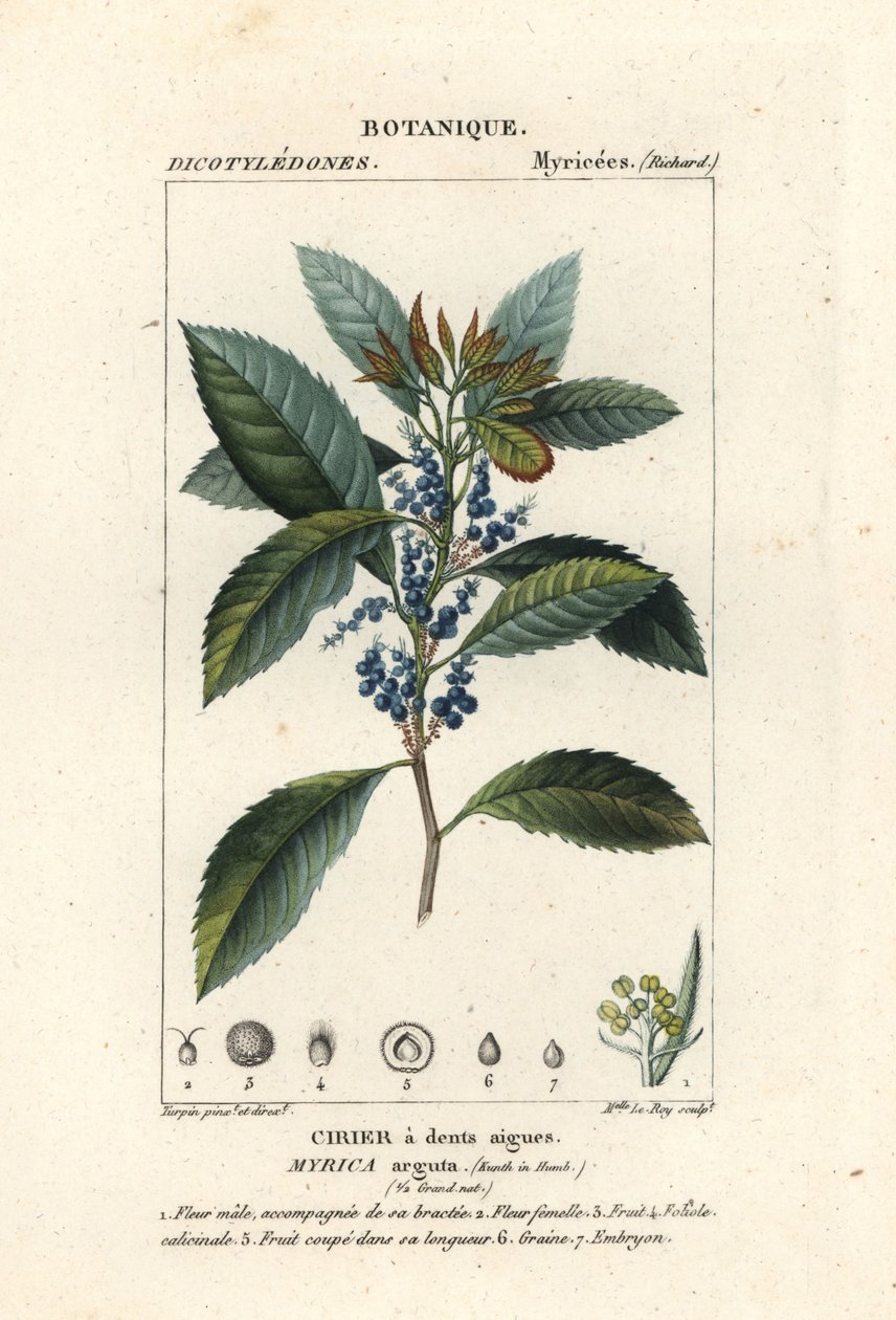 Bayberry, Morella pubescens od Stanghi Stanghi