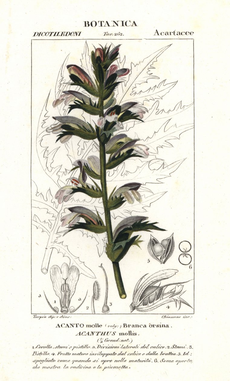 Medvědí kalhoty nebo mořský dok, Acanthus mollis od Stanghi Stanghi
