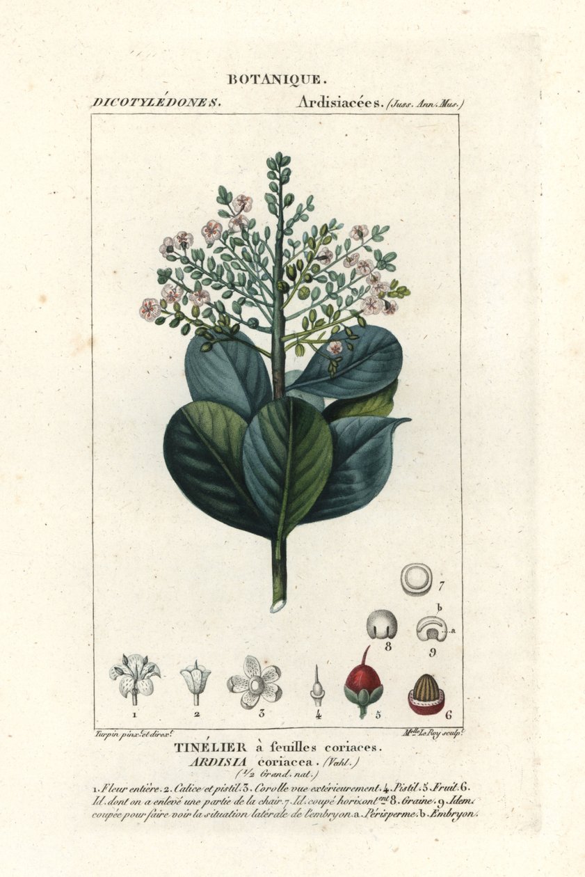 Hovězí dřevo, Ardisia coriacea od Stanghi Stanghi
