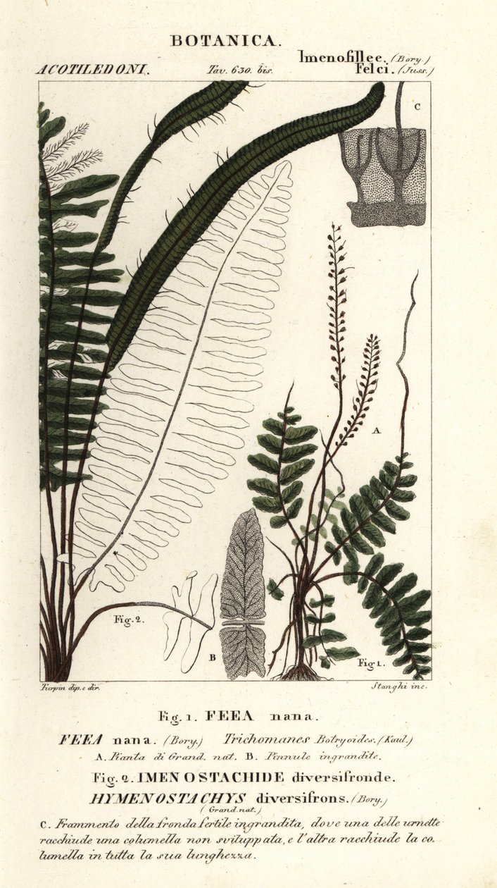 Kapradina štětinová, Trichomanes botryoides od Stanghi Stanghi
