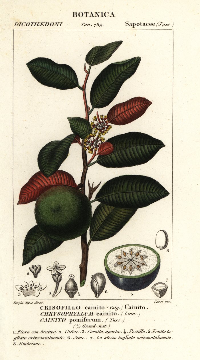 Cainite, Chrysophyllum cainite od Stanghi Stanghi