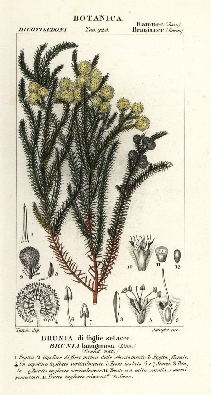 Bavlník obecný, Berzelia lanuginosa od Stanghi Stanghi