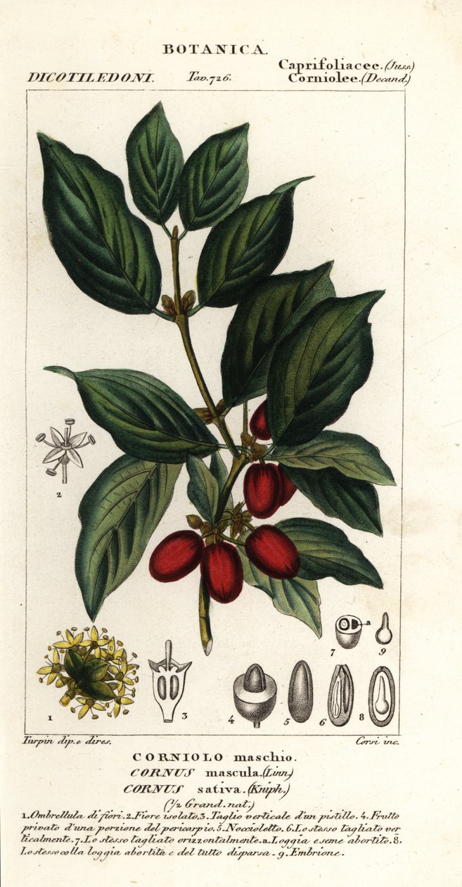 Cornelian třešeň, Cornus mas od Stanghi Stanghi