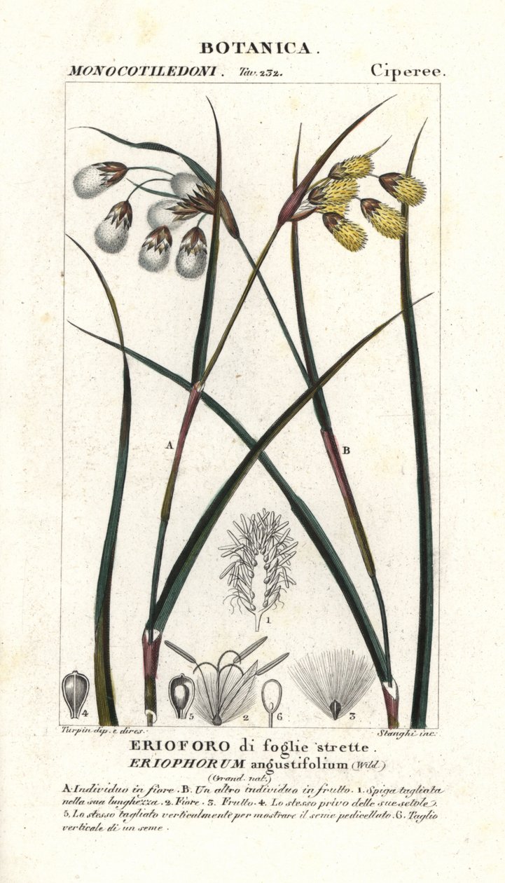Bavlník nebo bavlník, Eriophorum angustifolium od Stanghi Stanghi