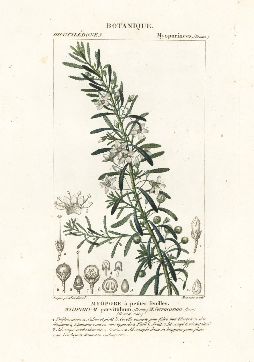 Boobialla plazivá, Myoporum parvifolium od Stanghi Stanghi