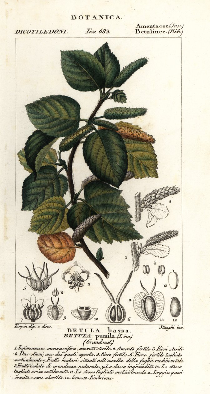 Bříza trpasličí, Betula pumila od Stanghi Stanghi