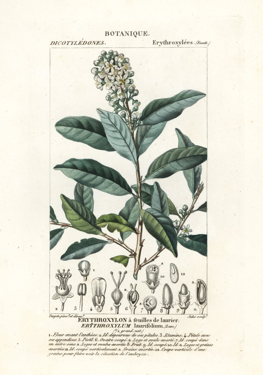 Erythroxylum laurifolium od Stanghi Stanghi