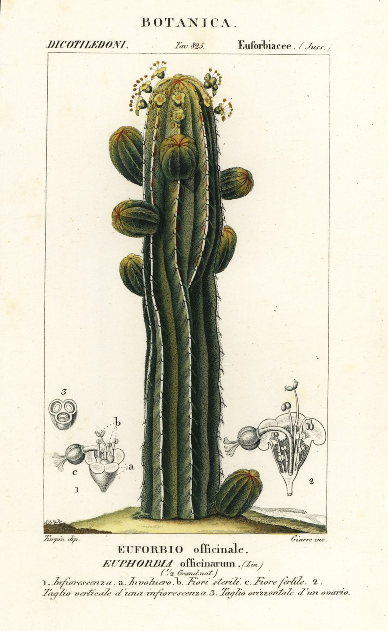 Euphorbia officinarum od Stanghi Stanghi