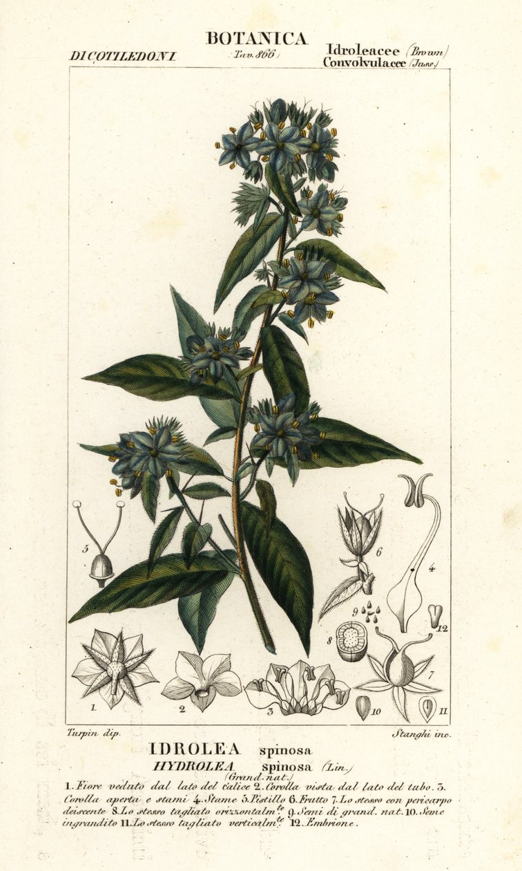 Falešný houslista, Hydrolea spinosa od Stanghi Stanghi