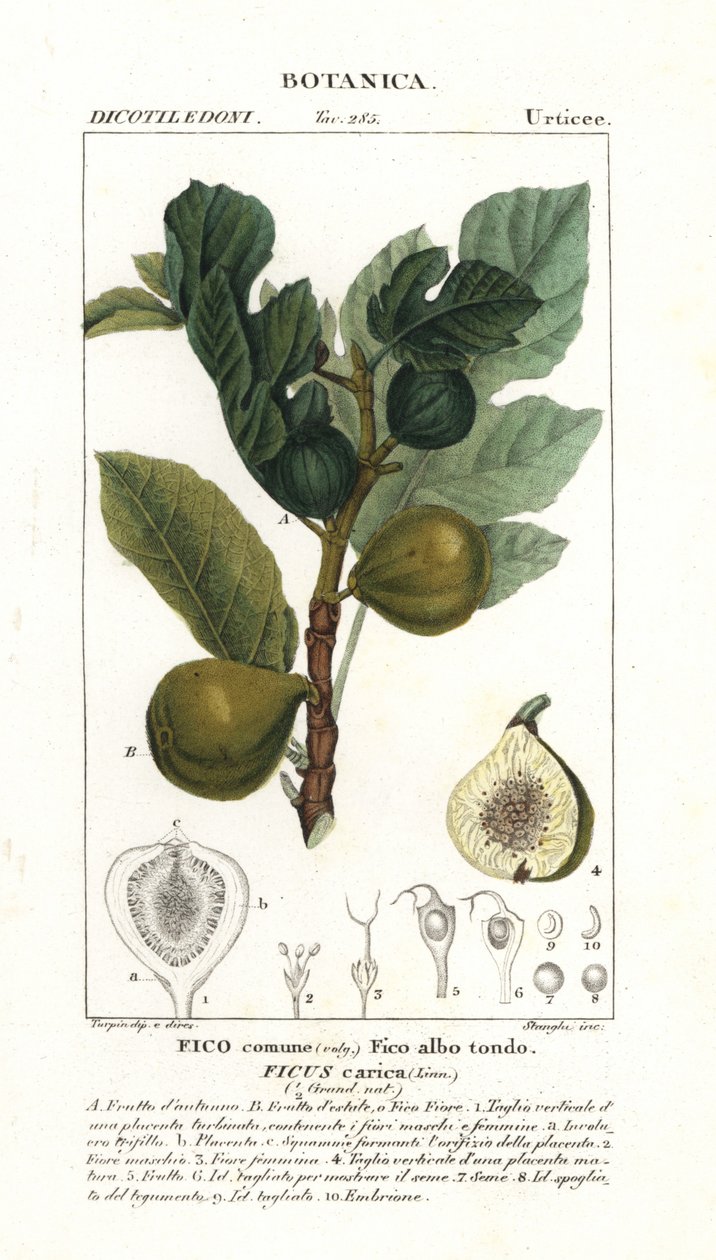 Fíkovník a ovoce, Ficus carica od Stanghi Stanghi