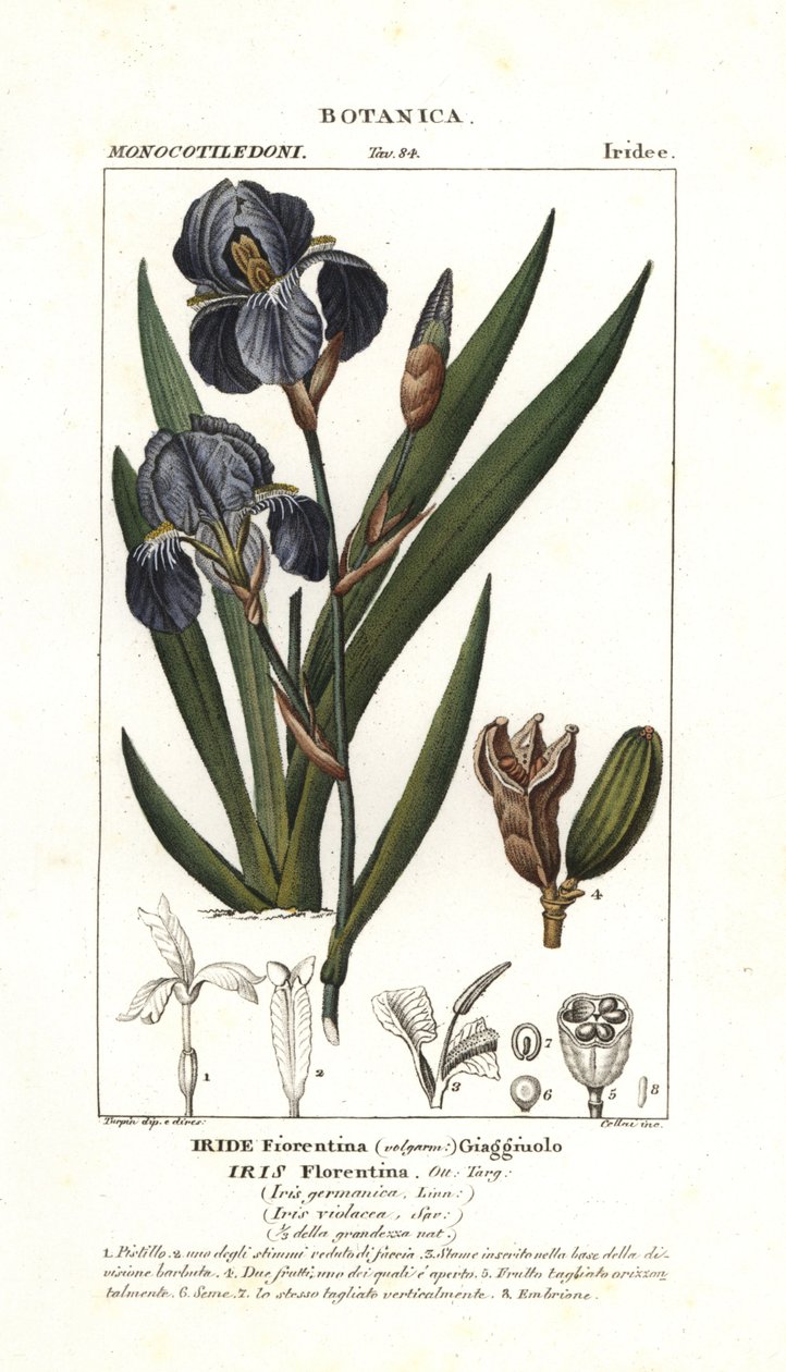 Iris florentský, Iris germanica var florentina od Stanghi Stanghi