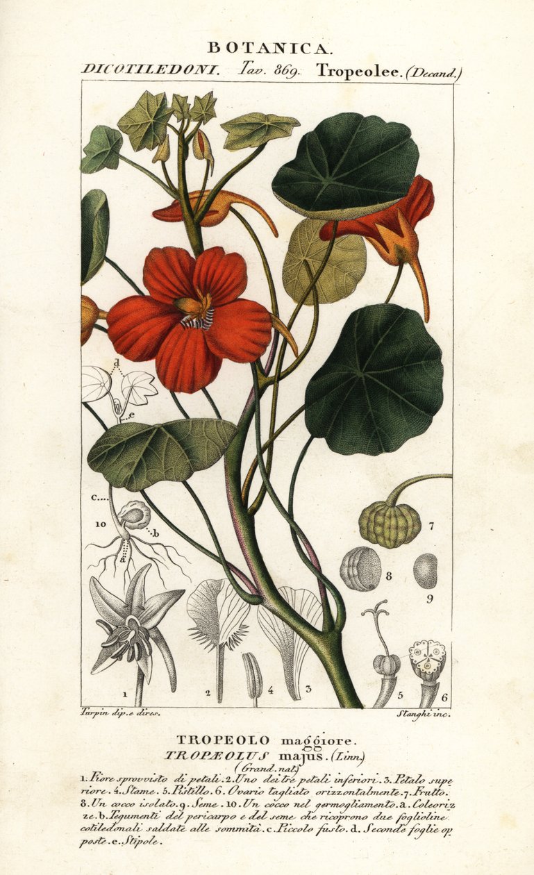 Nasturtium zahradní, Tropaeolum major od Stanghi Stanghi