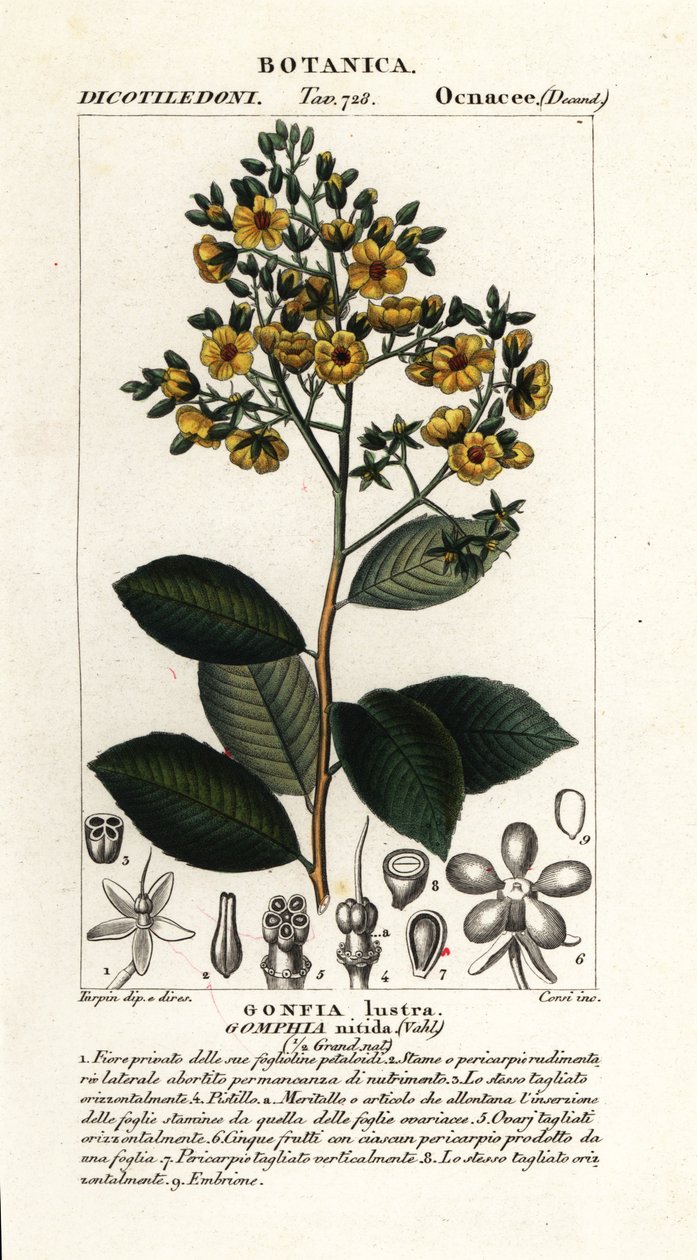 Gomphia nitida od Stanghi Stanghi