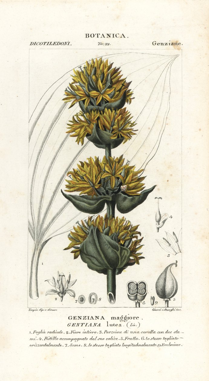Hořec velký žlutý, Gentiana lutea od Stanghi Stanghi