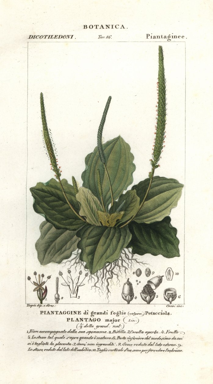 Jitrocel větší, Plantago major od Stanghi Stanghi