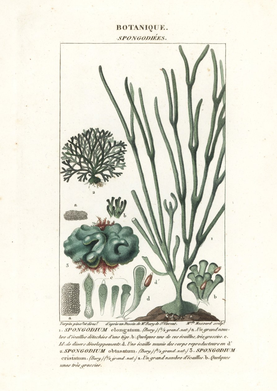 Zelené řasy druh Spongodium od Stanghi Stanghi