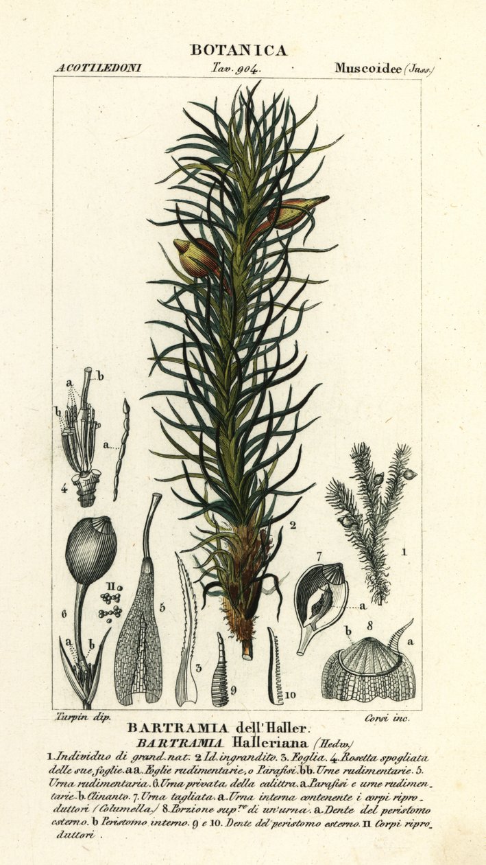 Hallerův jabloňový mech, Bartramia halleriana od Stanghi Stanghi
