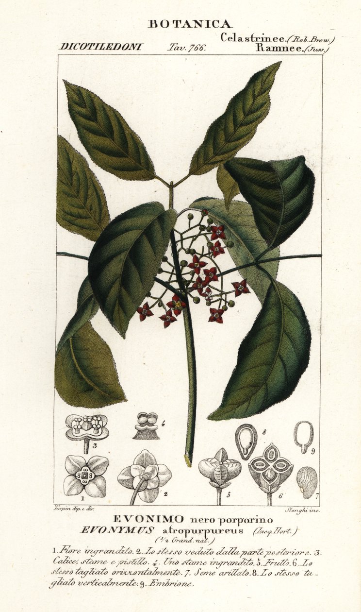 Hamiltonův vřeteno, Euonymus hamiltonianus od Stanghi Stanghi