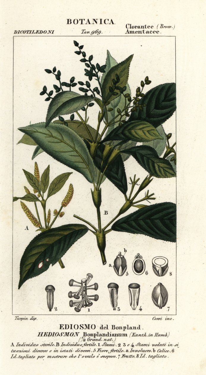 Hedyosmum bonplandianum od Stanghi Stanghi