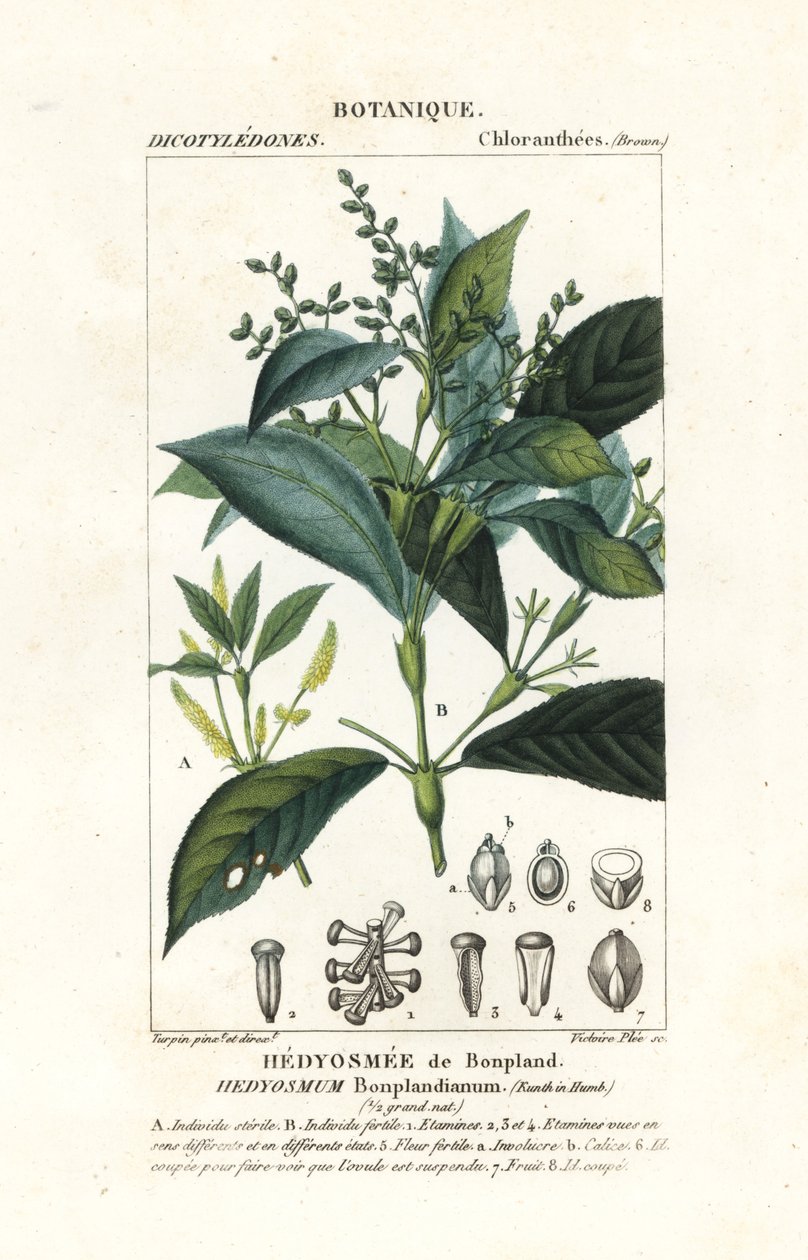 Hedyosmum bonplandianum, Kunth od Stanghi Stanghi