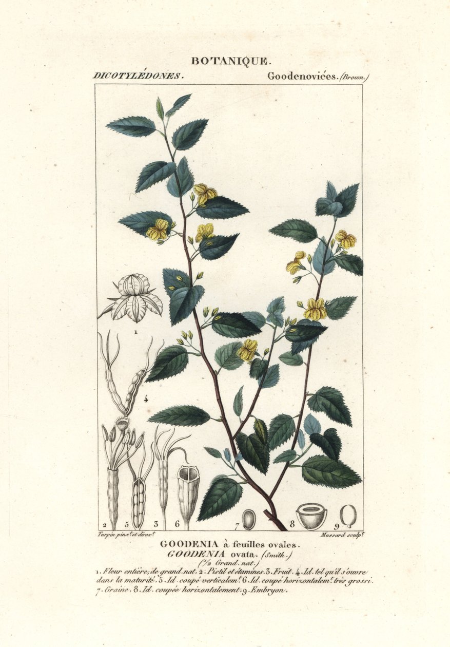 Hop goodenia, Goodenia ovata od Stanghi Stanghi