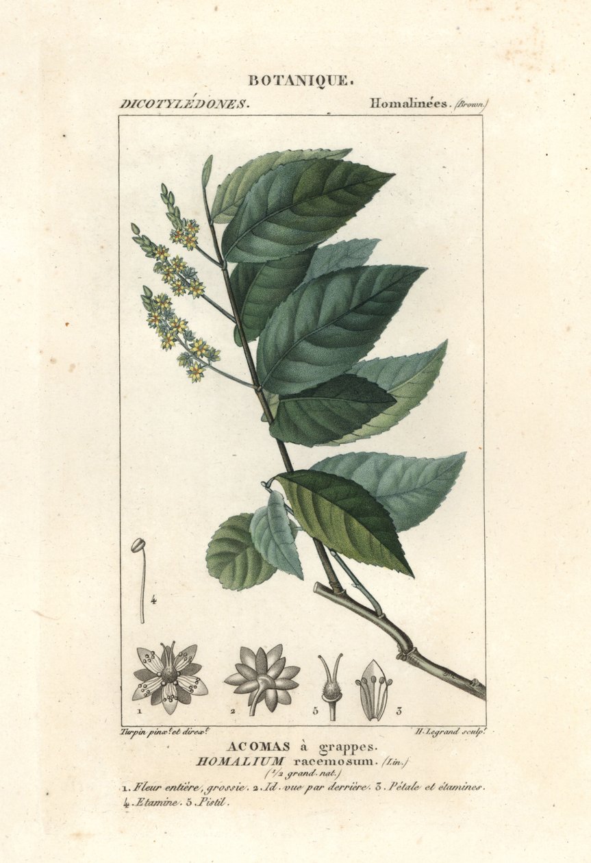 Ironwood, Homalium clusterumus od Stanghi Stanghi
