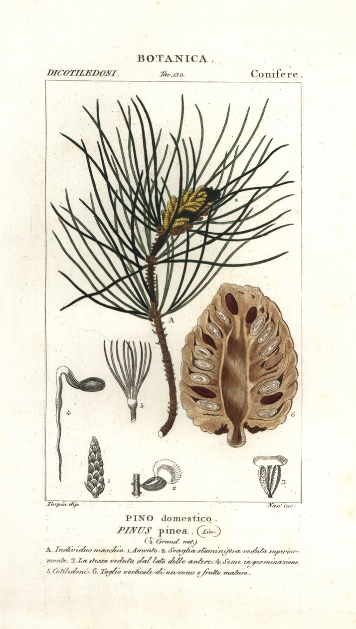 Borovice italská, Pinus pinea od Stanghi Stanghi