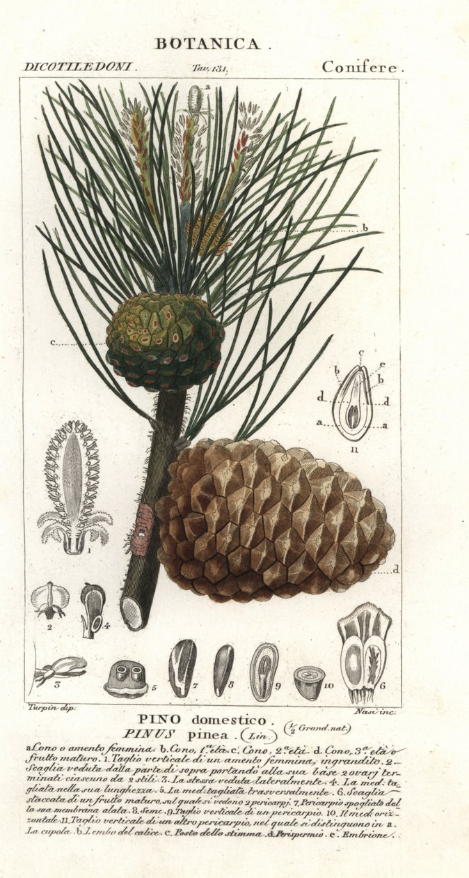 Borovice italská, Pinus pinea, Borovice kamenná od Stanghi Stanghi