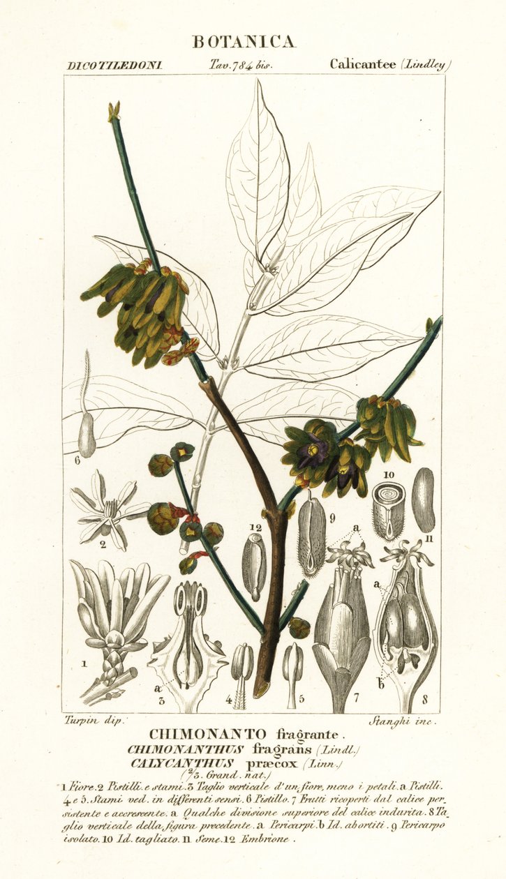 Japonské nové koření, Chimonanthus praecox od Stanghi Stanghi