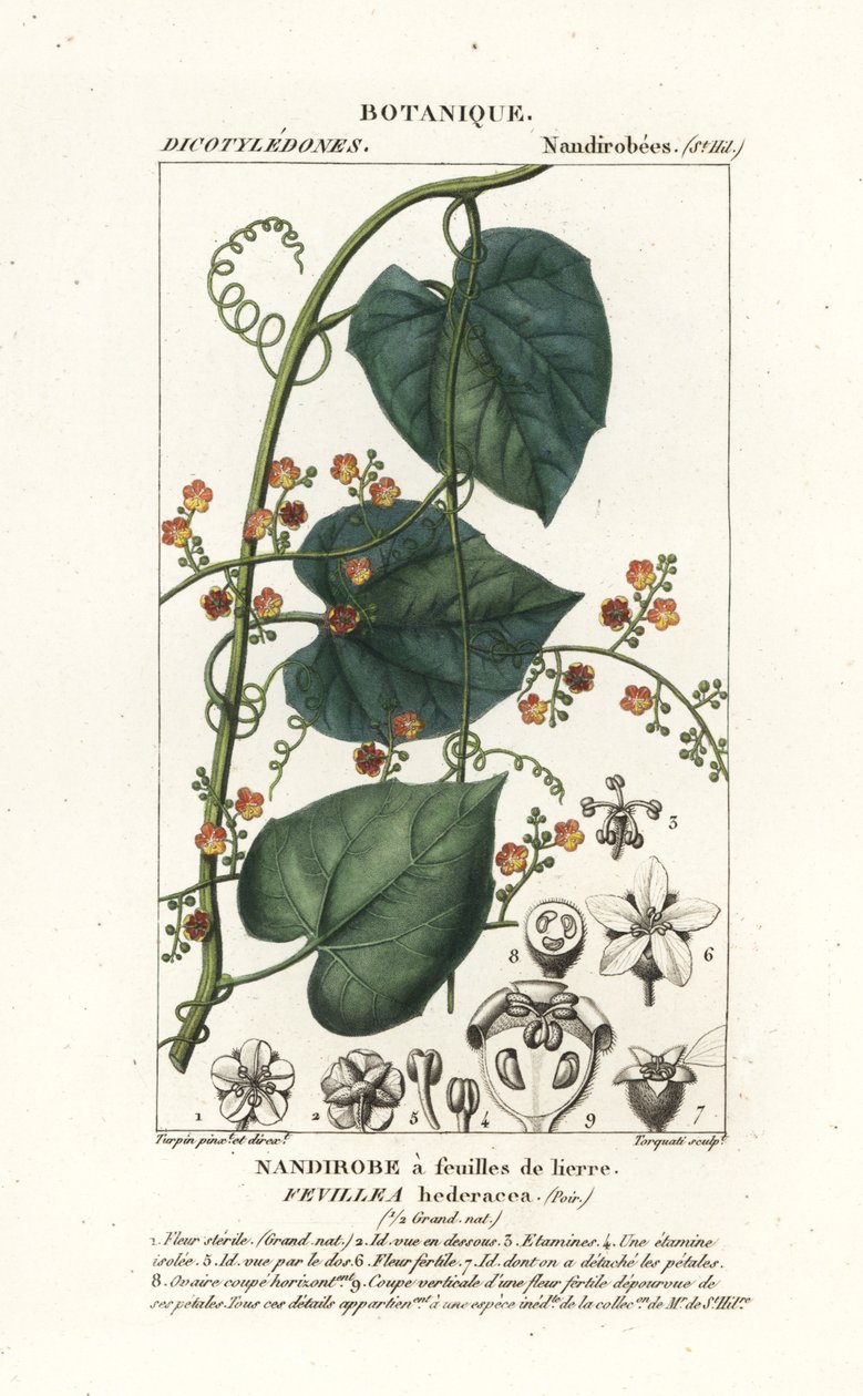 Javillo nebo antidot cacoon, Fevillea cordifolia od Stanghi Stanghi