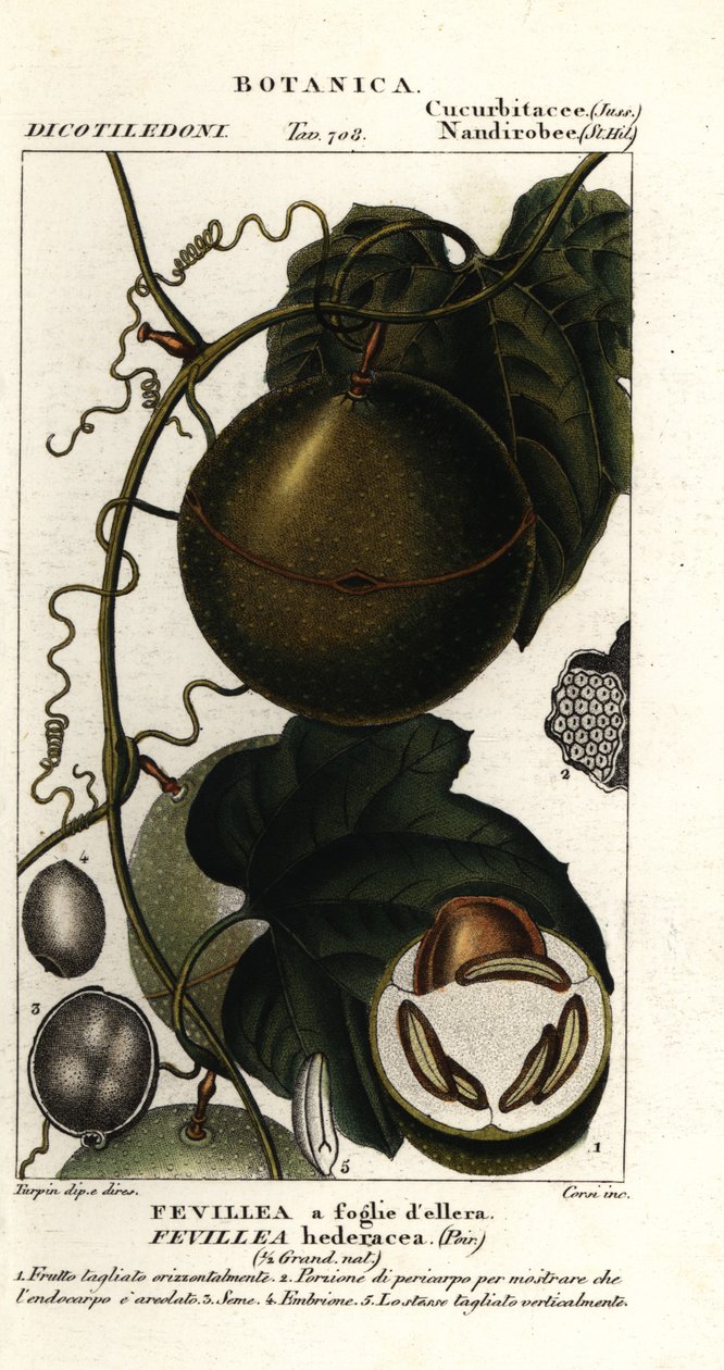 Javillo or antidote caccoon fruit, Fevillea cordifolia   1401917   cs       czech Successfully Translated  Original: Portrait of Jefferson Davis 1808-1889, 1887. Translat: Portrait of Jefferson Davis 1808-1889, 1887. 1201411 cs czech Successfully Translate od Stanghi Stanghi
