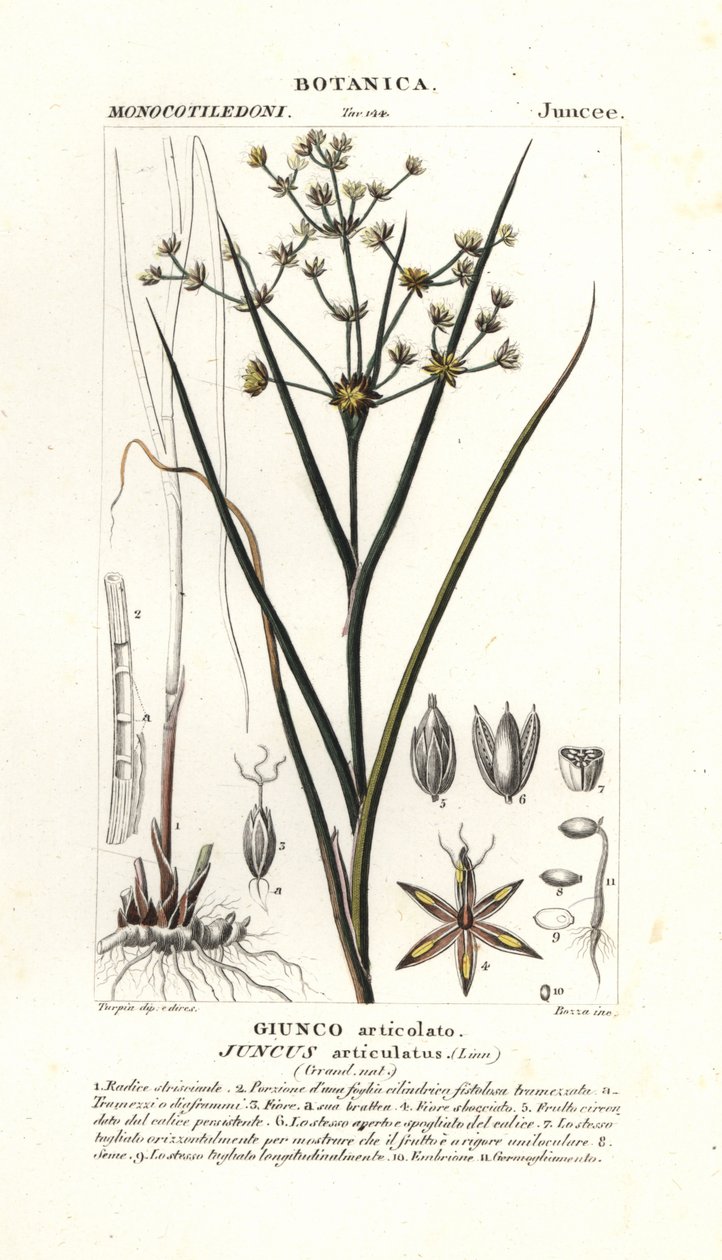 Spěch kloubový, Juncus articulatus od Stanghi Stanghi