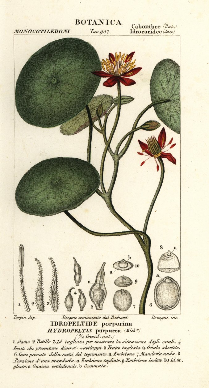 Junsai, Brasenia schreberi od Stanghi Stanghi