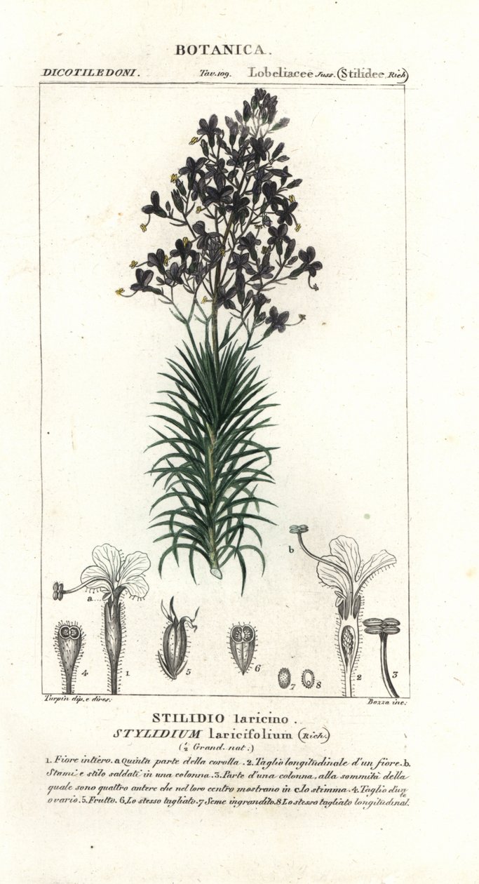 Spouštěč modřínových listů nebo stromů, Stylidium laricifolium od Stanghi Stanghi
