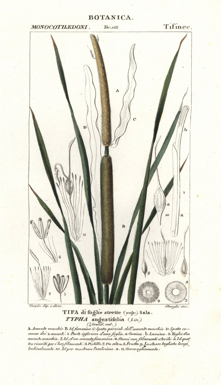 Sítina menší, Typha angustifolia od Stanghi Stanghi