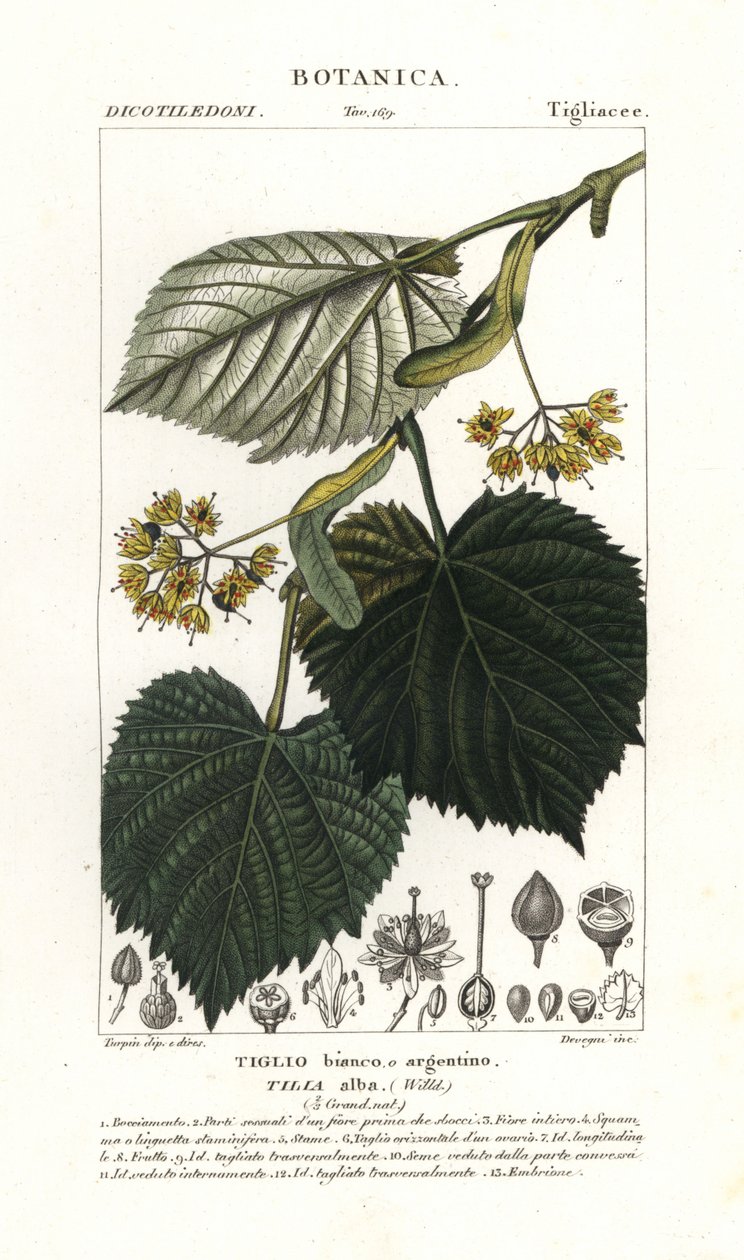 Lípa nebo lípa, Tilia alba od Stanghi Stanghi