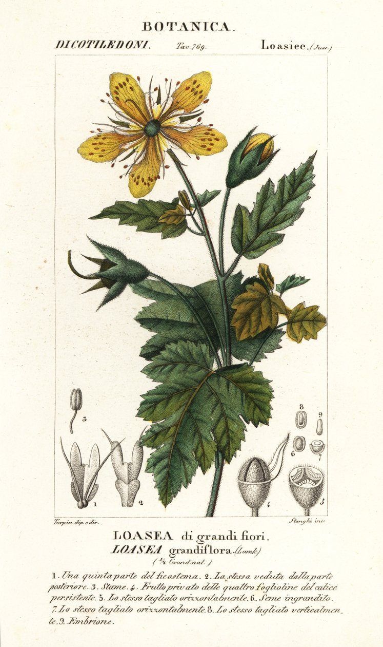 Loasea grandiflora od Stanghi Stanghi