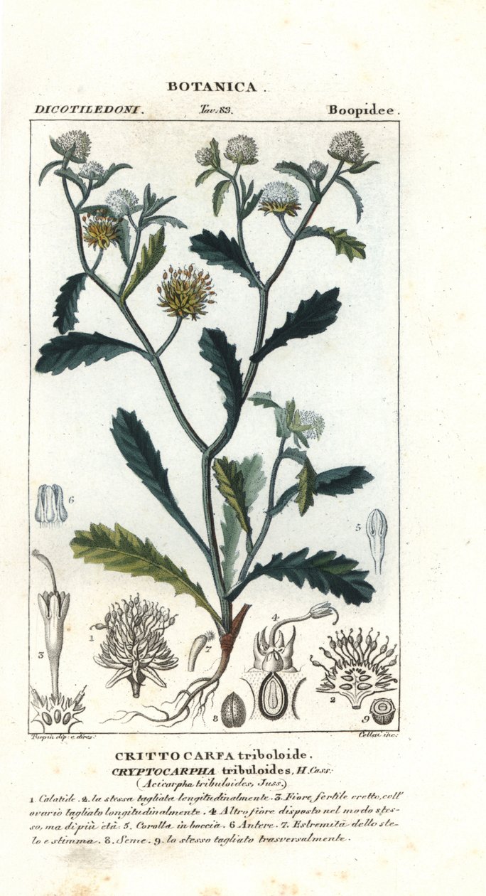 Paní gorgonová, Acicarpha tribuloides od Stanghi Stanghi