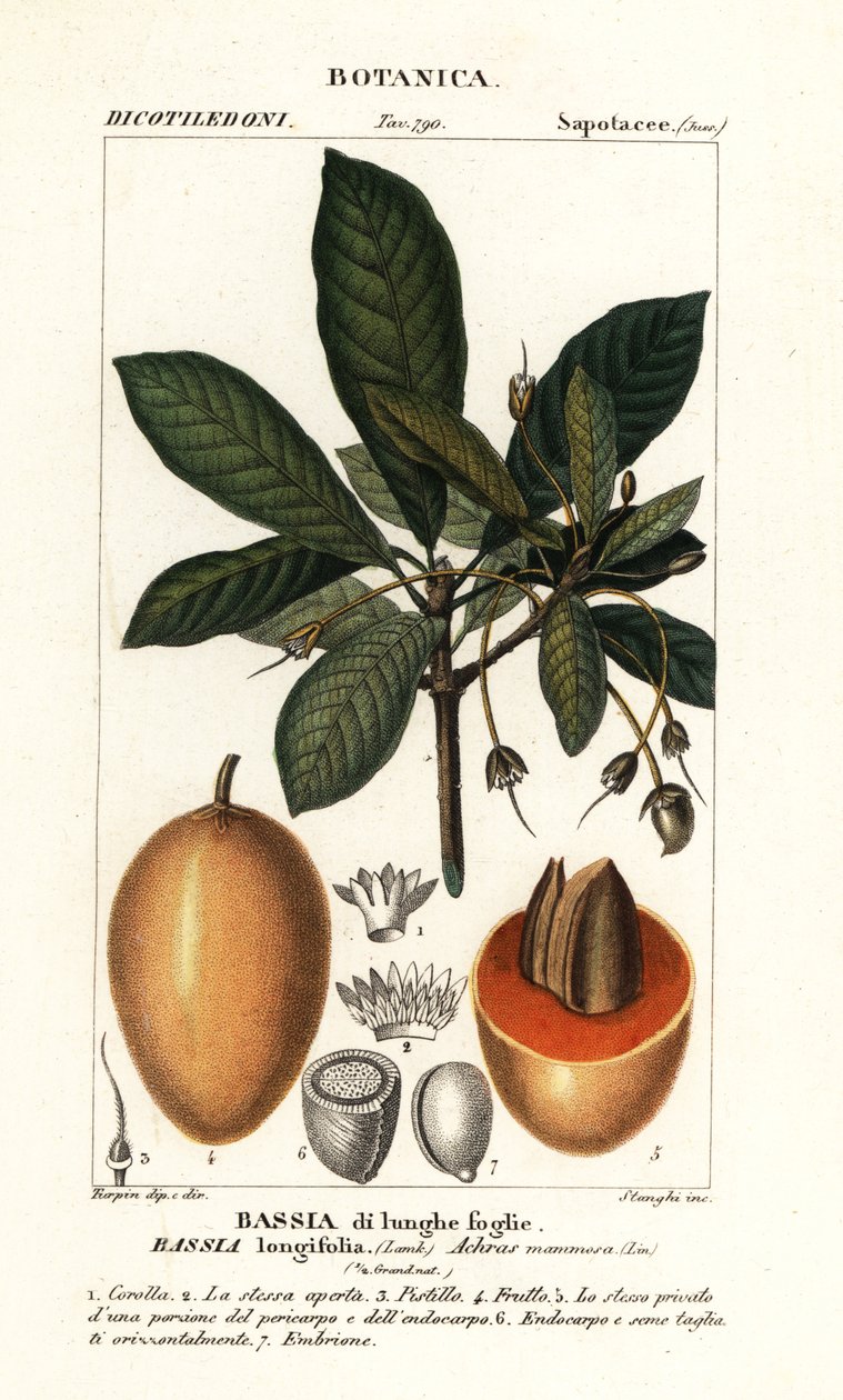Strom Mahuwa, Madhuca longifolia od Stanghi Stanghi