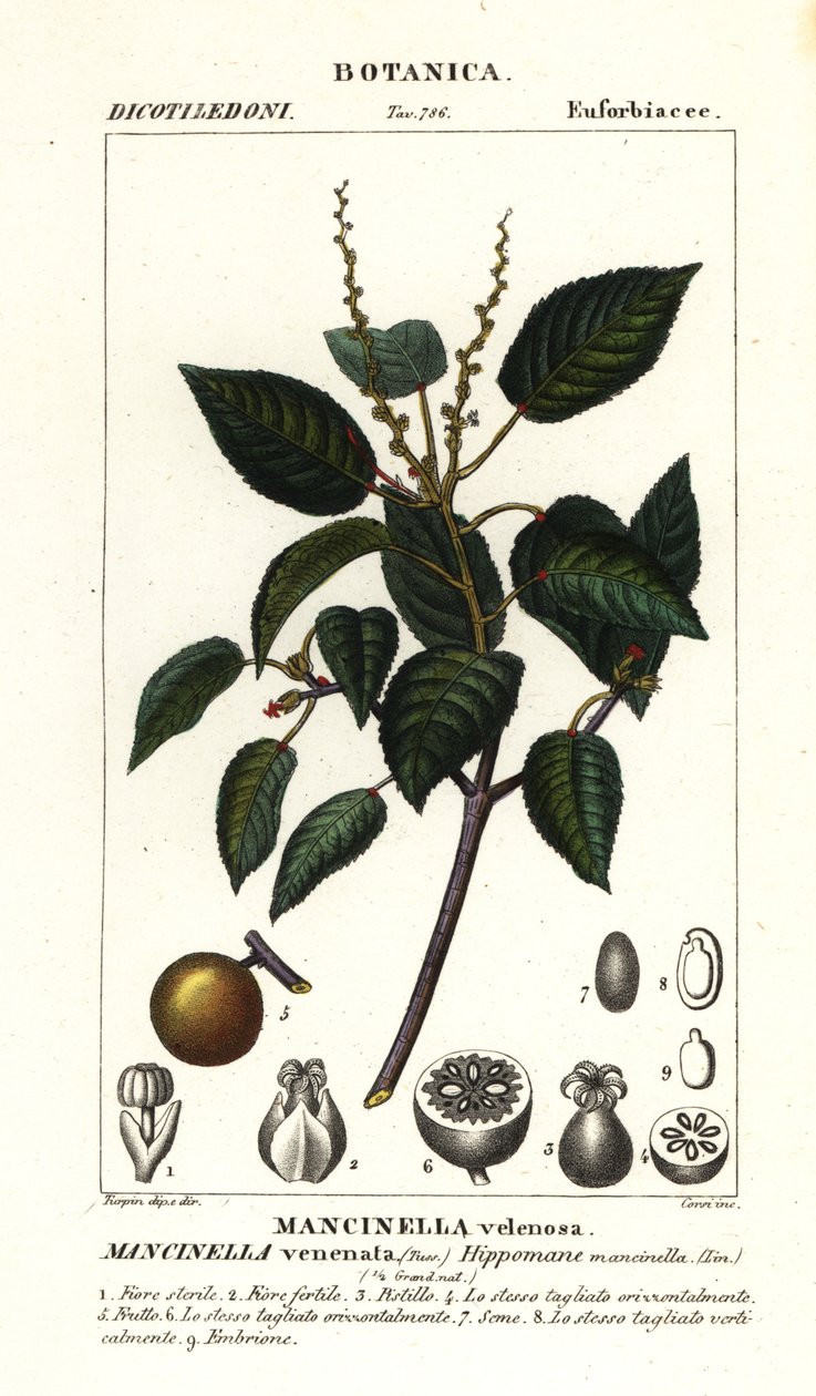 Manchineel nebo plážová jabloň, Hippomane mancinella od Stanghi Stanghi