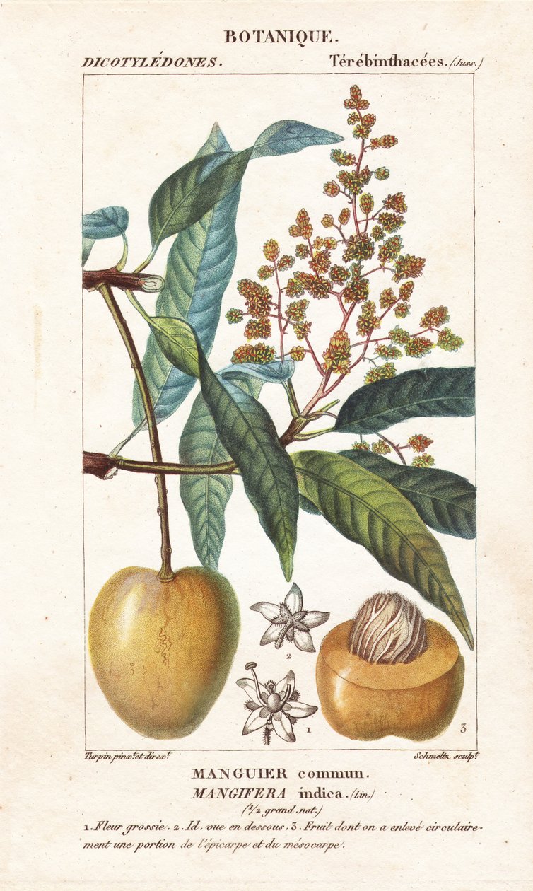 Mango ovoce a řez, Mangifera indica od Stanghi Stanghi