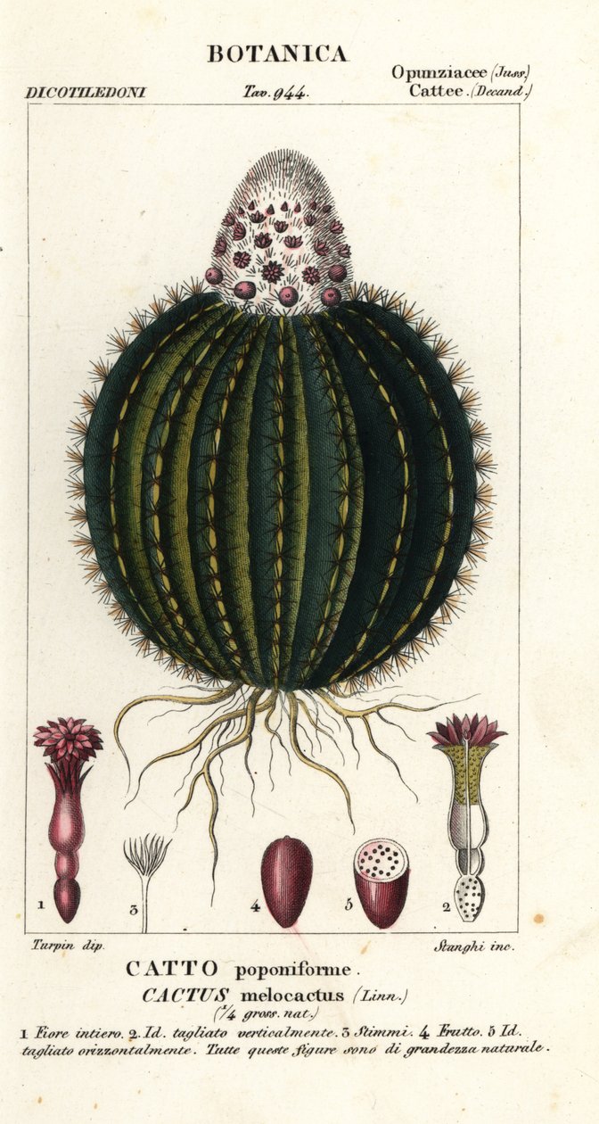 Melounový kaktus, Melocactus caroli-linnaei od Stanghi Stanghi