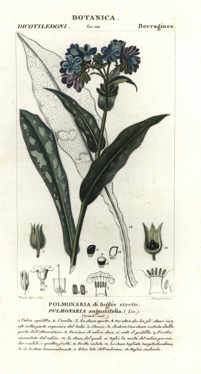 Plicník úzkolistý, Pulmonaria angustifolia od Stanghi Stanghi