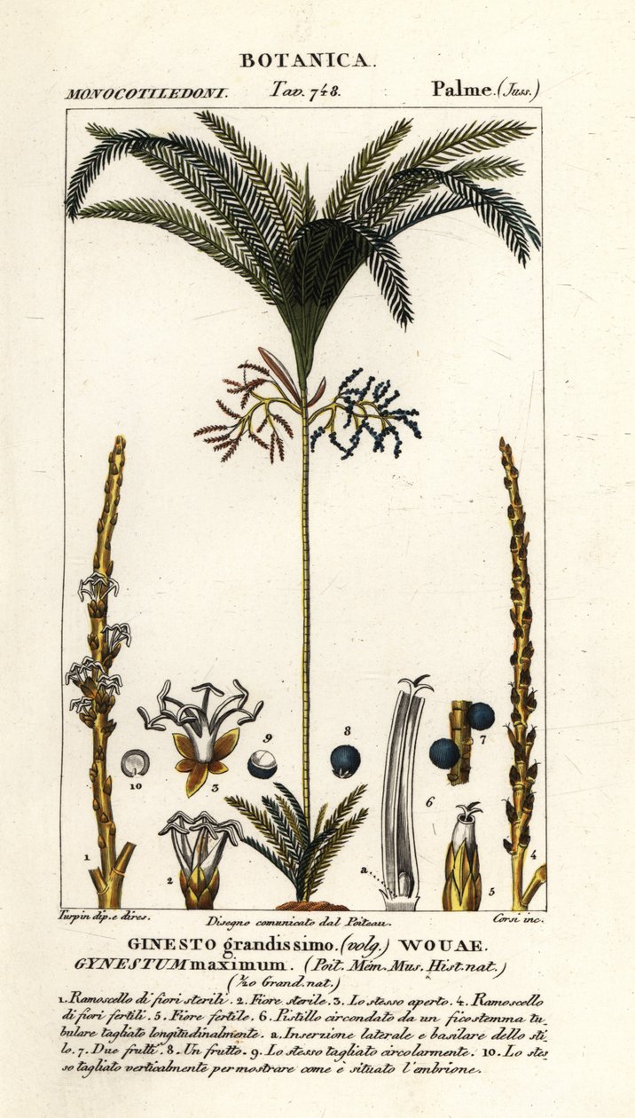 Palma, Geonoma maxima od Stanghi Stanghi
