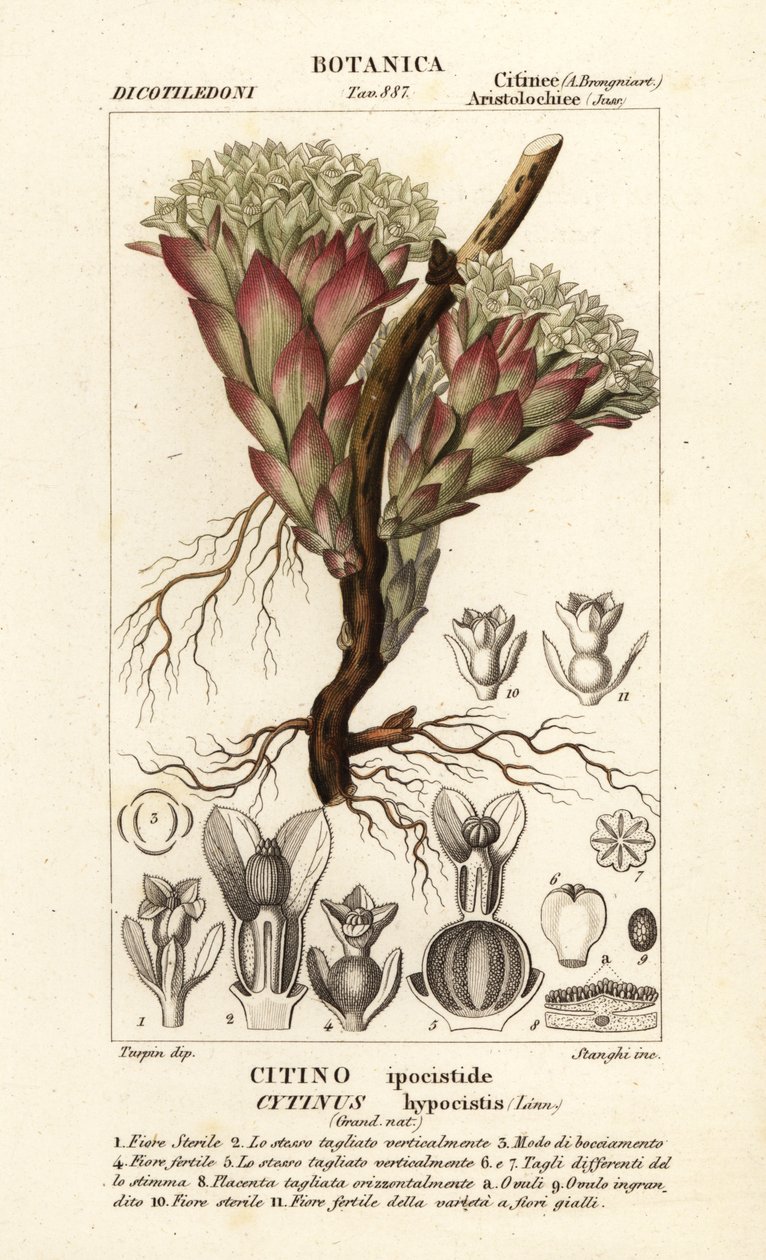 Parazitická rostlina, Cytinus hypocistis od Stanghi Stanghi