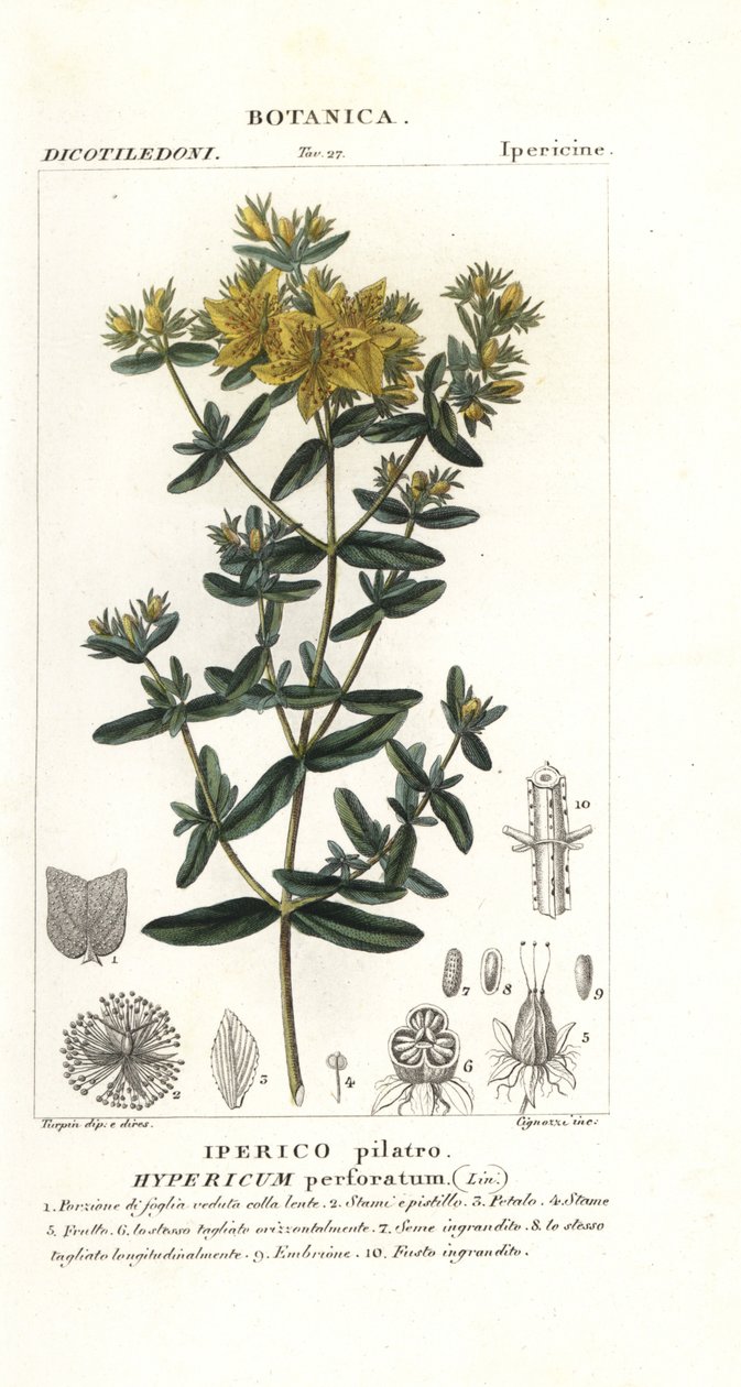 Třezalka tečkovaná, Hypericum perforatum od Stanghi Stanghi