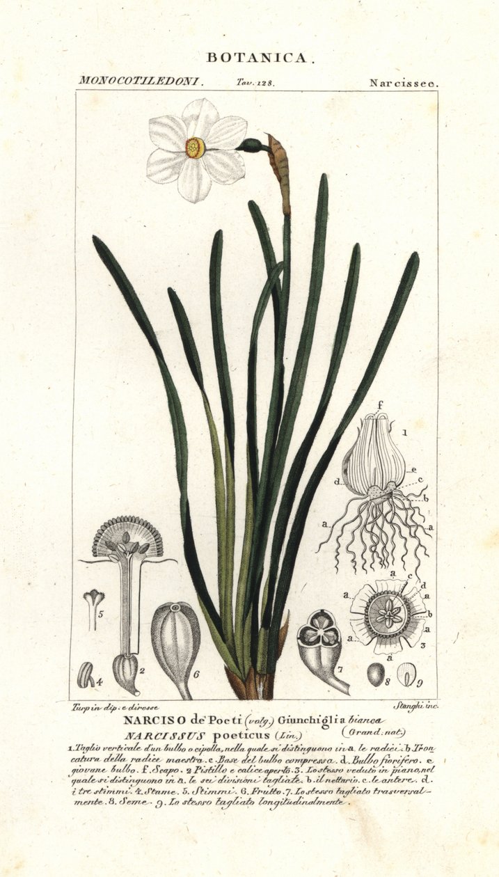 Básníkův narcis, Narcissus poeticus od Stanghi Stanghi