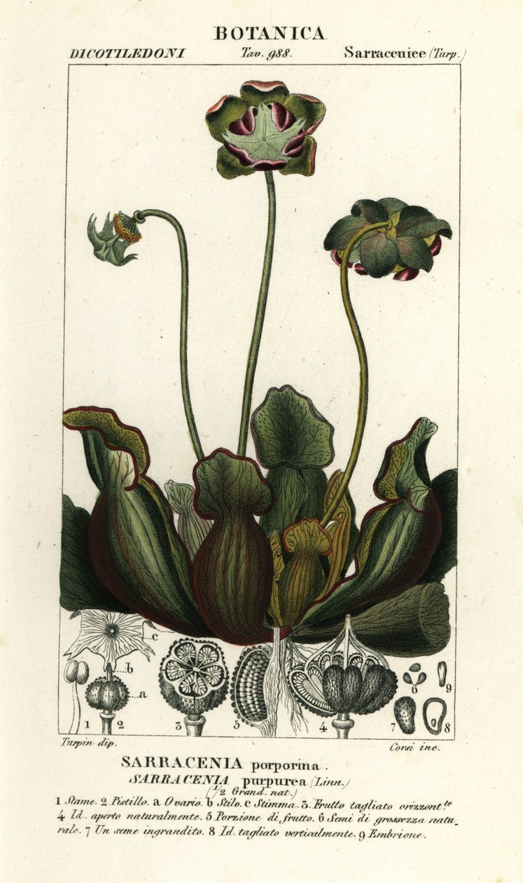 Fialová láčkovka, Sarracenia purpurea od Stanghi Stanghi